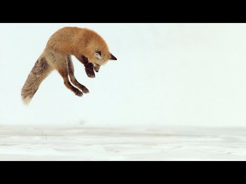 La volpe rossa ha perfezionato l’arte della caccia… con il tuffo nella neve