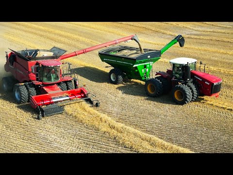 2023 fall rye harvest