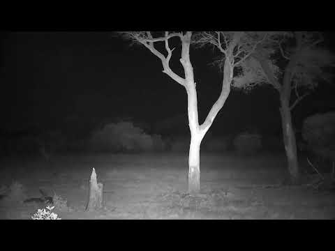 Djuma: Small group of Elephants - 00:57 - 10/10/2022