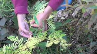 preview picture of video 'Herbal and Natural Food hike at Soupstock IV, near Luck, Wisconsin'