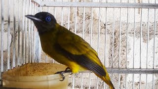 Download lagu suara kutilang sutra betina memanggil jantan mp3