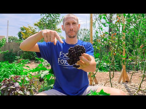 DON'T WASTE YOUR TIME, 5 Crops I would NEVER Grow Again in my Garden