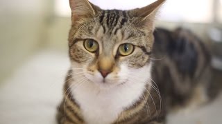 RSPCA York: Cats