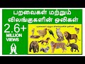 Learn Birds And Animals Sound In Tamil For Children