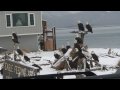 Bald Eagles in Homer, Alaska