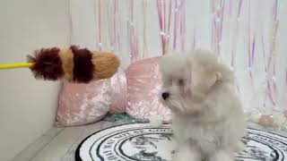 ハーフ犬の動画01