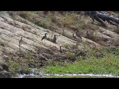 Djuma: Water Thick-knee family - 08:50 - 04/10/21