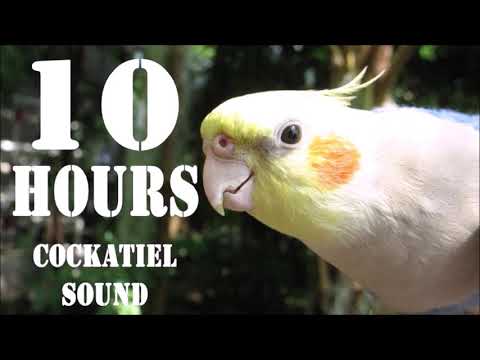 Cockatiel Sound, 10 Hours Cockatiel Singing for Cockatiels