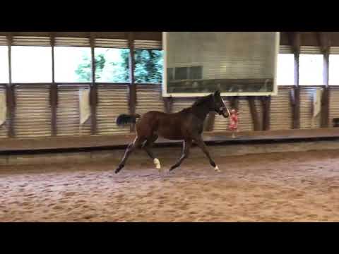 1.1.2021 - Jährlingshengst von Zauberdeyk x Saint Cyr