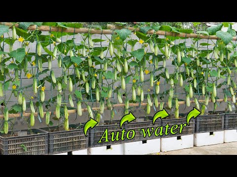 I grew self-watering cucumbers in foam containers for $1 and had a high yield of 1000 kg