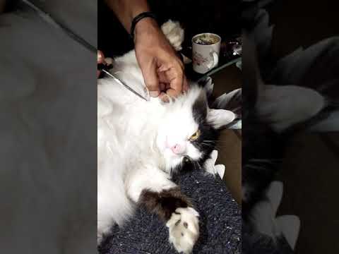 Cats grooming | remove deadlock hair #catvideos #removehairs #persiancat #shorts