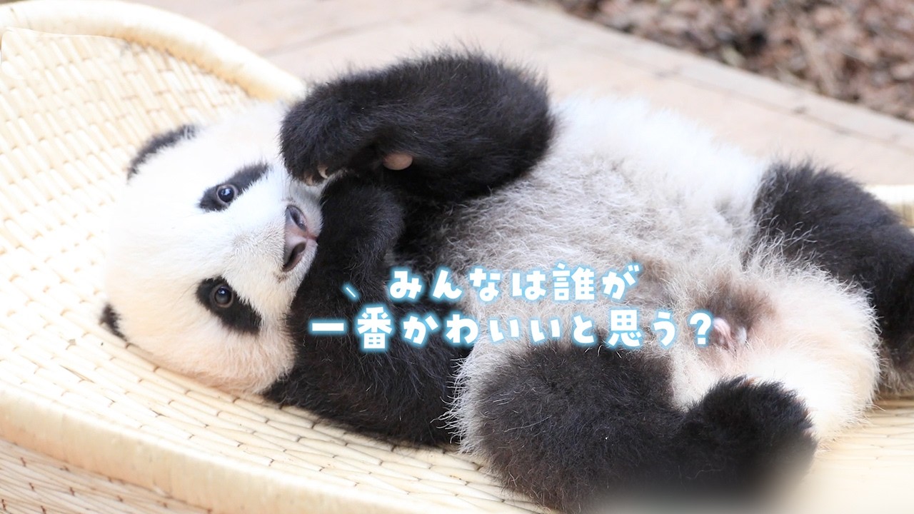 誰が一番かわいい？ | iPanda パンダ楽園