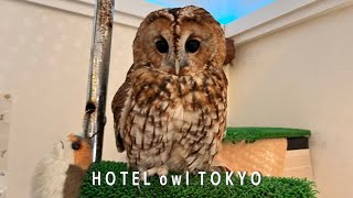 1,350 yen!! Hotel with live owls in Nippori, Tokyo
