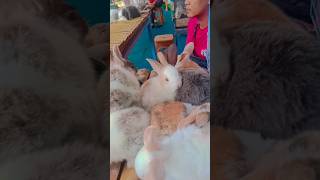 Download lagu Suara kelinci lucu🐰🐇#shorts #funny #kelinci mp3