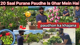 20 Sal purane paudhe paudhon ka khajana hai yahan per best gardening tips￼