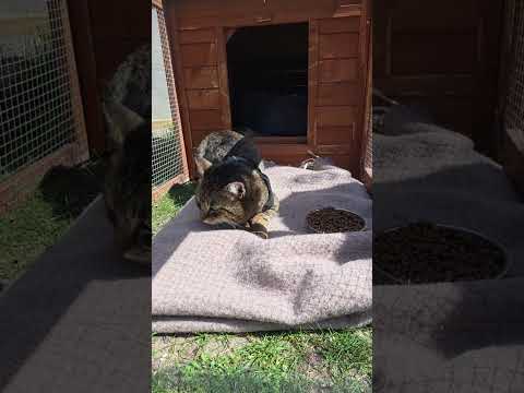 Żbik na wakacjach w Dubaju