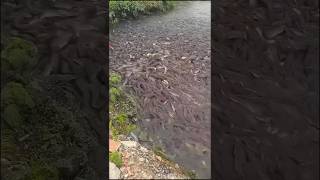 Bagre africano - uma praga no Brasil