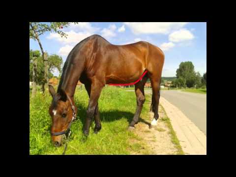 Grasbauch und Hungerkuhle oder Wie erkenne ich den Futterzustand meines Pferdes