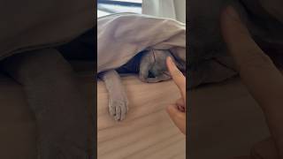 可愛い寝方の猫スルタン【スフィンクス】