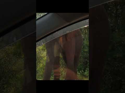 Sri Lanka..#elephant #visitsrilanka #shorts #shortvideo #travel #nature