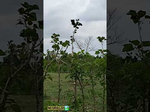 #music #automobile #suscribete  la naturaleza de valles candelaria san Lorenzo suchitepequez 🤠🚜