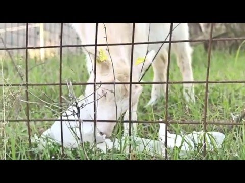 Pecora 2118_Mangia plastica_Cambia idea