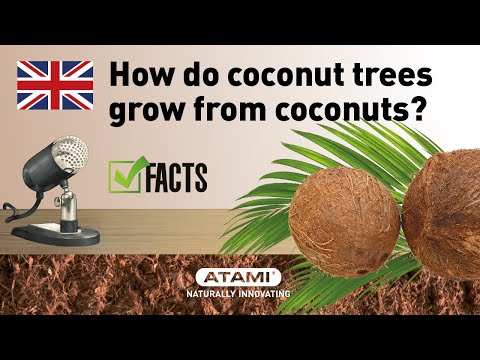 How do coconut trees grow from coconuts? Plant life cycle!  | (EN)