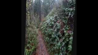 Little North Santiam Hike