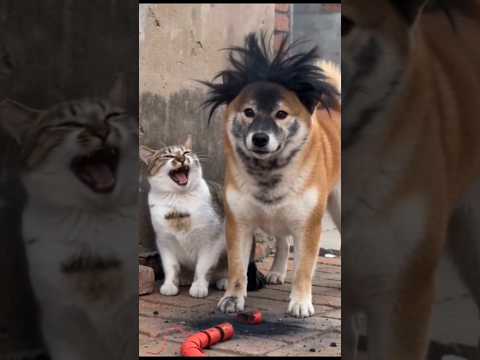 Queimou o cabelo dele😂😂😂 #videosengracados #petsfofinhos #cat #dog #comedia