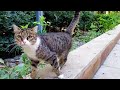 Homeless Cute Tabby Cat Very Hungry Meowing Loudly Tabbycats Hungrycats Landofcats
