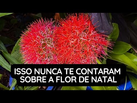Isso Nunca Te Contaram Sobre a Flor de Natal
