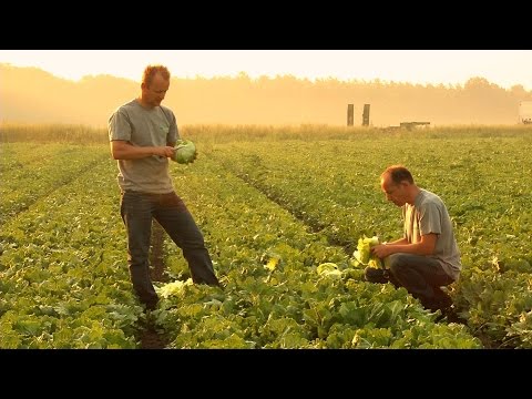 Van Gorp Greenfood Belfeld - Dutchgrowers ENGLISH