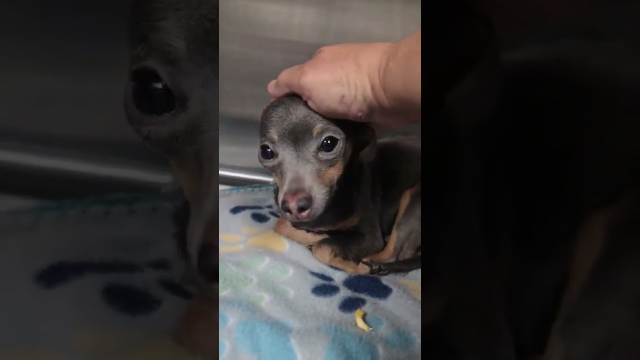 Enlarge Soup, an adopted mixed breed in Boulder, CO video 6/6