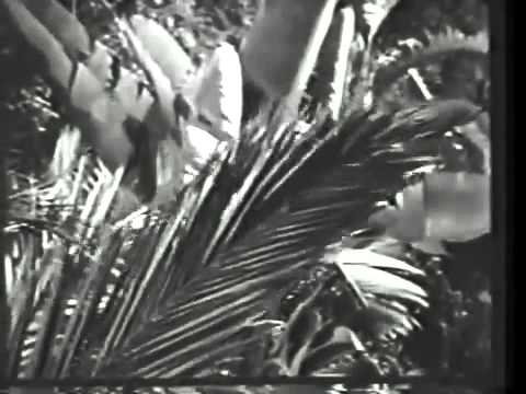 Whale of a Tale Adventures in Paradise