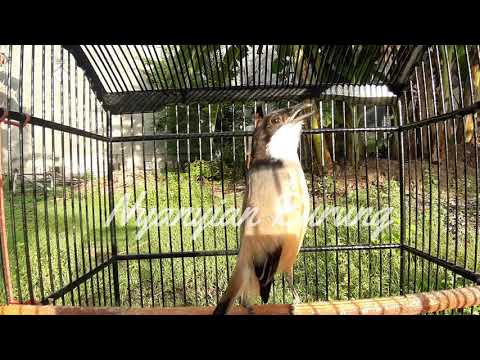 download lagu mp3 mp4 Masteran Cendet Jawa Timur, download lagu Masteran Cendet Jawa Timur gratis, unduh video klip Masteran Cendet Jawa Timur