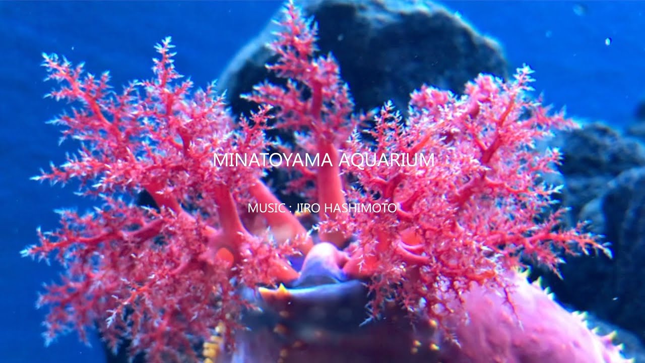 Experience the captivating highlights of Minatoyama Aquarium.