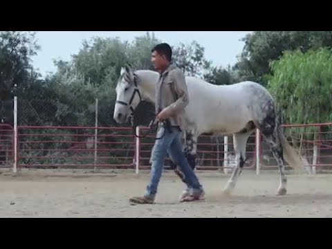 Perdidos De Sinaloa - La Pura Verdad (Video Oficial) (2016) - 