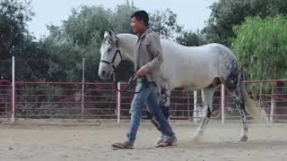Perdidos De Sinaloa - La Pura Verdad (Video Oficial) (2016) - 