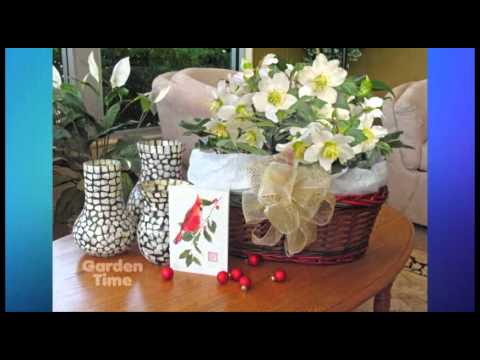 download lagu mp3 mp4 Jacob Lenten Rose, download lagu Jacob Lenten Rose gratis, unduh video klip Jacob Lenten Rose