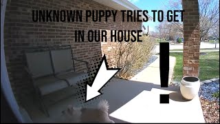Unknown puppy tries to get in our house caught on ring doorbell