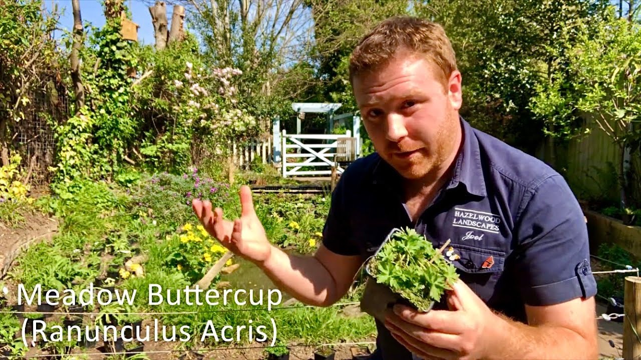 How to Make a Wildflower Meadow - Top Plants to Include - Episode 5