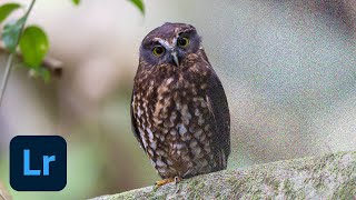 How to Reduce Noise in Adobe Lightroom