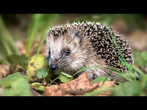 Vorbereitungen im Garten: So helfen wir Tieren im Winter