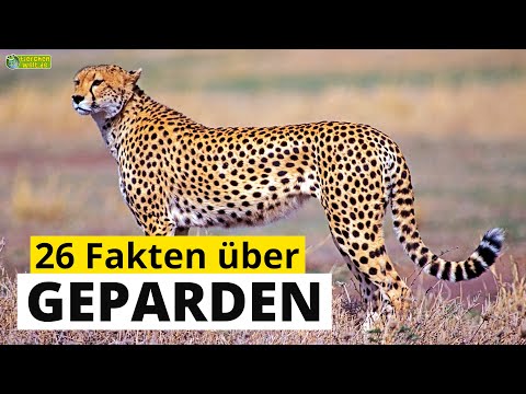 26 spannende Steckbrief-Fakten über Geparden - Doku-Wissen über Tiere - für Kinder