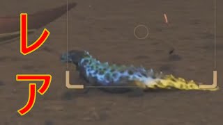 レア環境生物リンエンエリトカゲを捕まえてテンションが下がる男【モンハンワイルズ　レア環境生物】