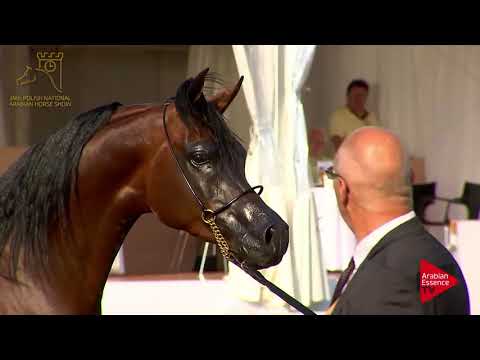 N.89 CALATEON - 2017 Pride Of Poland - 4/6 Years Old Stallions (Class 10)