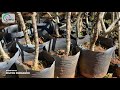 Vila Arens recebe o plantio de 13 árvores da espécie Guaritá