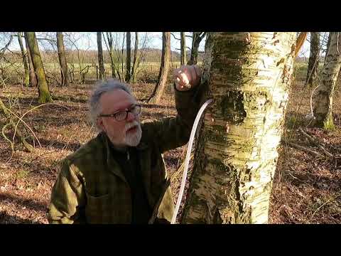 Tapping Birch Tree Sap - Taste the Wild