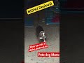 Nishu Deshwal Ki Pets Dog Mano Shorts Shortfeed Nishudeshwal Trending Youtubeshorts
