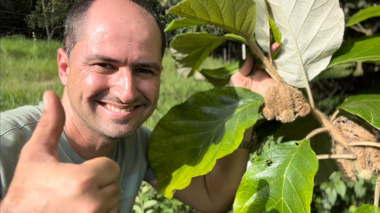 PANACÉIA LIMPA SEU SANGUE, AJUDA NOS RINS E BILIS